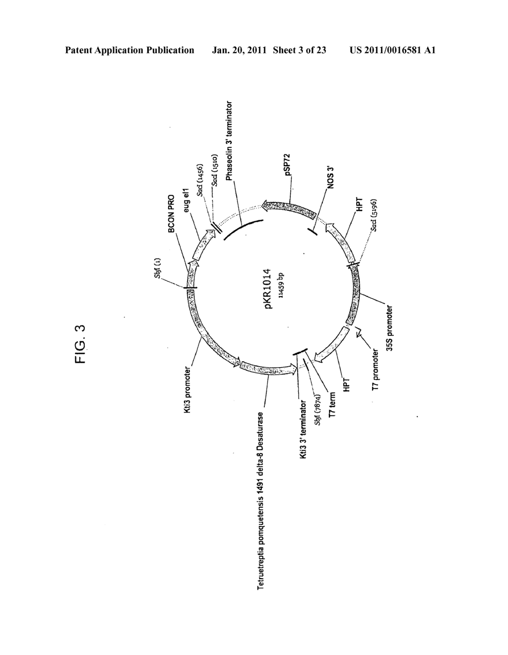 DELTA-8 DESATURASES AND THEIR USE IN MAKING POLYUNSATURATED FATTY ACIDS - diagram, schematic, and image 04