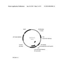 USE OF VIRUS-INDUCED GENE SILENCING (VIGS) TO DOWN-REGULATE GENES IN PLANTS diagram and image