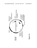 USE OF VIRUS-INDUCED GENE SILENCING (VIGS) TO DOWN-REGULATE GENES IN PLANTS diagram and image