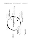 USE OF VIRUS-INDUCED GENE SILENCING (VIGS) TO DOWN-REGULATE GENES IN PLANTS diagram and image