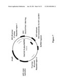 USE OF VIRUS-INDUCED GENE SILENCING (VIGS) TO DOWN-REGULATE GENES IN PLANTS diagram and image