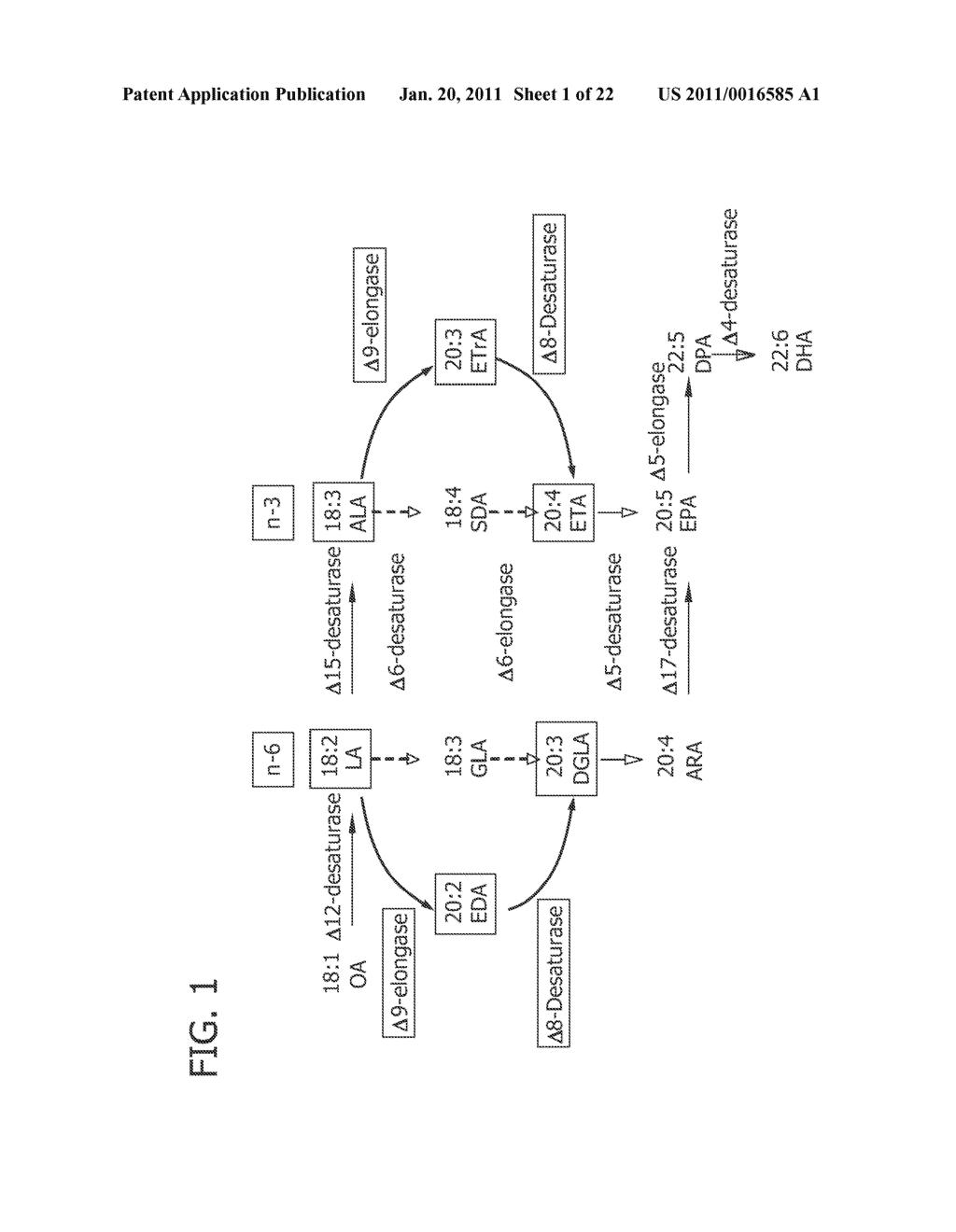 NOVEL DELTA9-ELONGASE FOR PRODUCTION OF POLYUNSATURATED FATTY ACID-ENRICHED OILS - diagram, schematic, and image 02