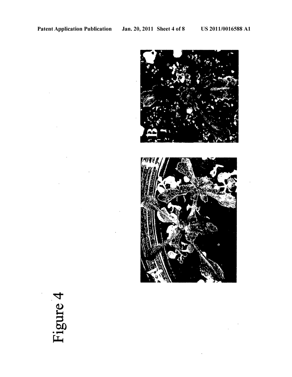 TRANSGENIC PLANTS EXPRESSING CYTOKININ BIOSYNTHETIC GENES AND METHODS OF USE THEREFOR - diagram, schematic, and image 05