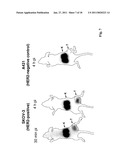 POLYPEPTIDES HAVING AFFINITY FOR HER2 diagram and image