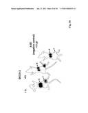 POLYPEPTIDES HAVING AFFINITY FOR HER2 diagram and image