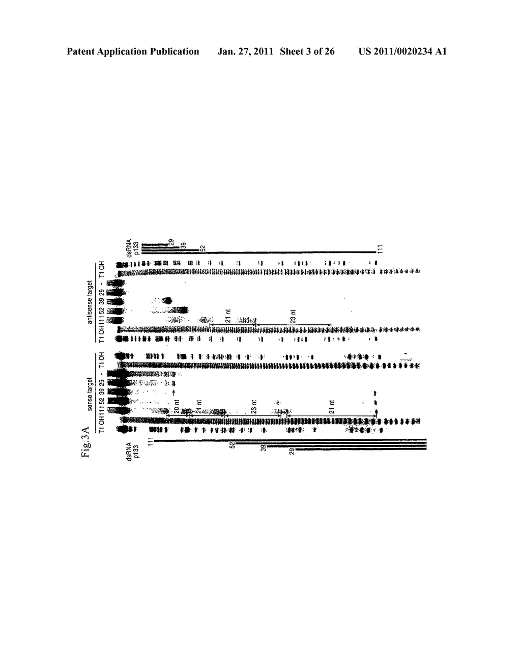 RNA INTERFERENCE MEDIATING SMALL RNA MOLECULES - diagram, schematic, and image 04