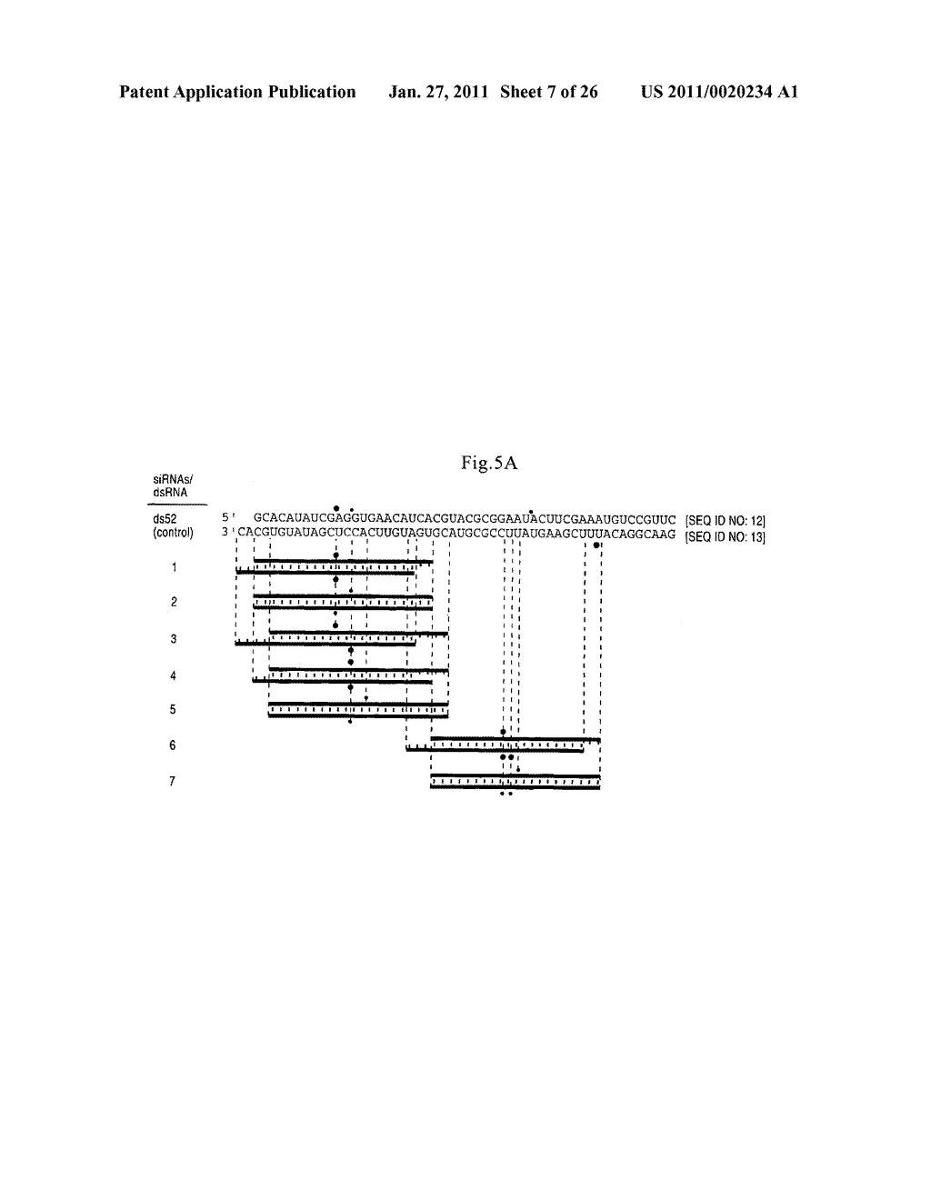 RNA INTERFERENCE MEDIATING SMALL RNA MOLECULES - diagram, schematic, and image 08