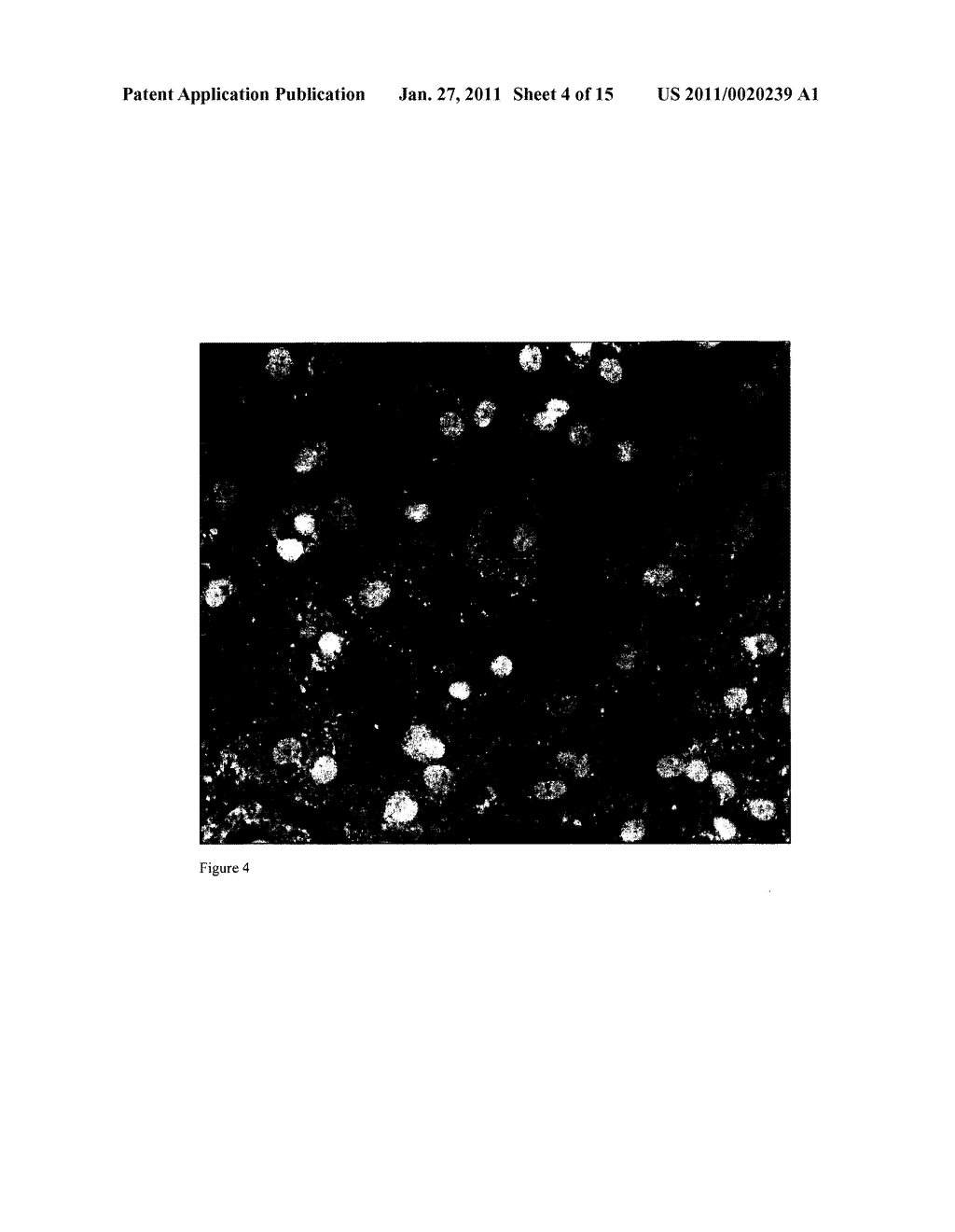 METHODS FOR IN VIVO IMAGING OF CELLS - diagram, schematic, and image 05