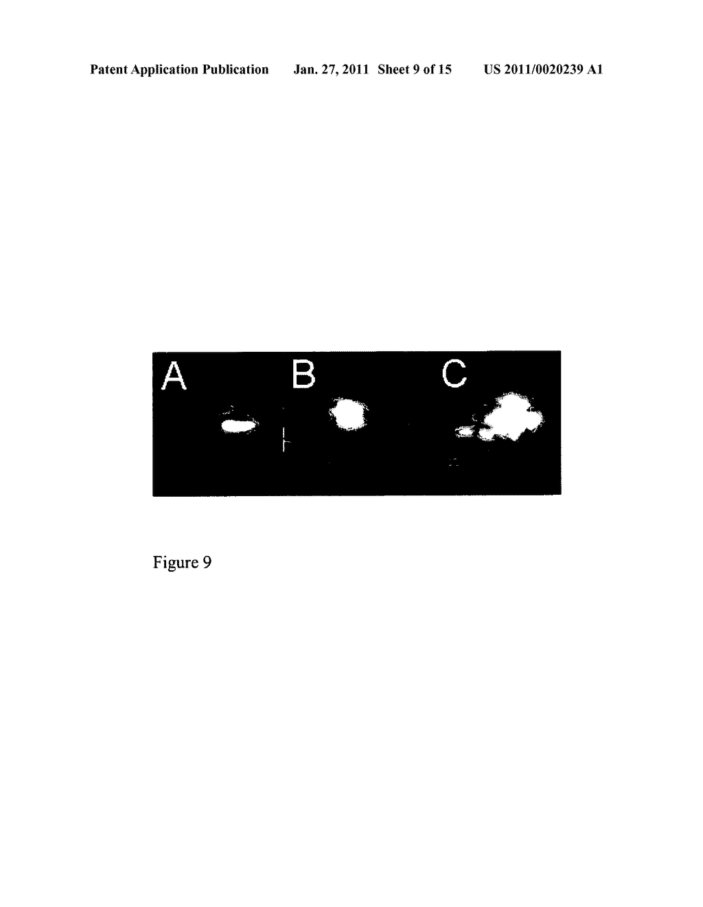 METHODS FOR IN VIVO IMAGING OF CELLS - diagram, schematic, and image 10