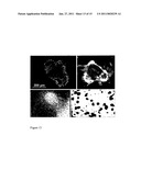 METHODS FOR IN VIVO IMAGING OF CELLS diagram and image