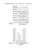 MOBILIZATION OF HEMATOPOIETIC STEM CELLS diagram and image