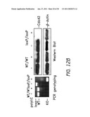 MOBILIZATION OF HEMATOPOIETIC STEM CELLS diagram and image