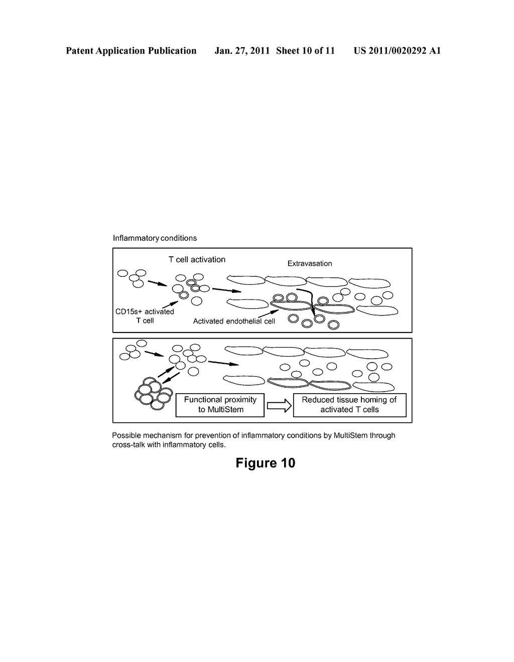 Use of Stem Cells to Reduce Leukocyte Extravasation - diagram, schematic, and image 11