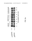 Treatment of Cancers Expressing p95 ErbB2 diagram and image