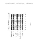 Treatment of Cancers Expressing p95 ErbB2 diagram and image