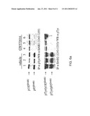 Treatment of Cancers Expressing p95 ErbB2 diagram and image