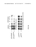 Treatment of Cancers Expressing p95 ErbB2 diagram and image