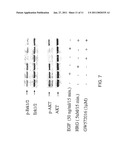 Treatment of Cancers Expressing p95 ErbB2 diagram and image