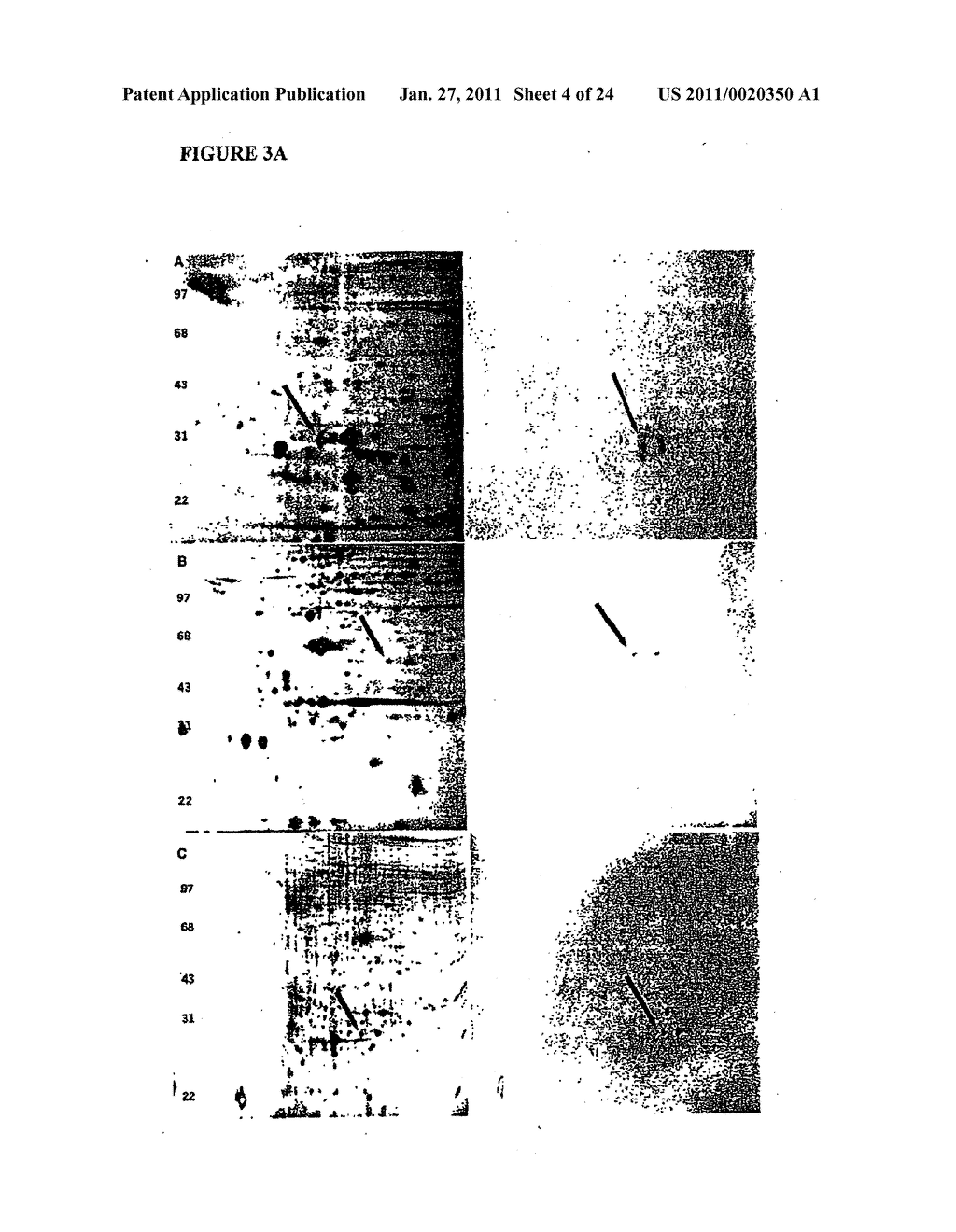 Contraceptives Based on SP22 and SP22 Antibodies - diagram, schematic, and image 05