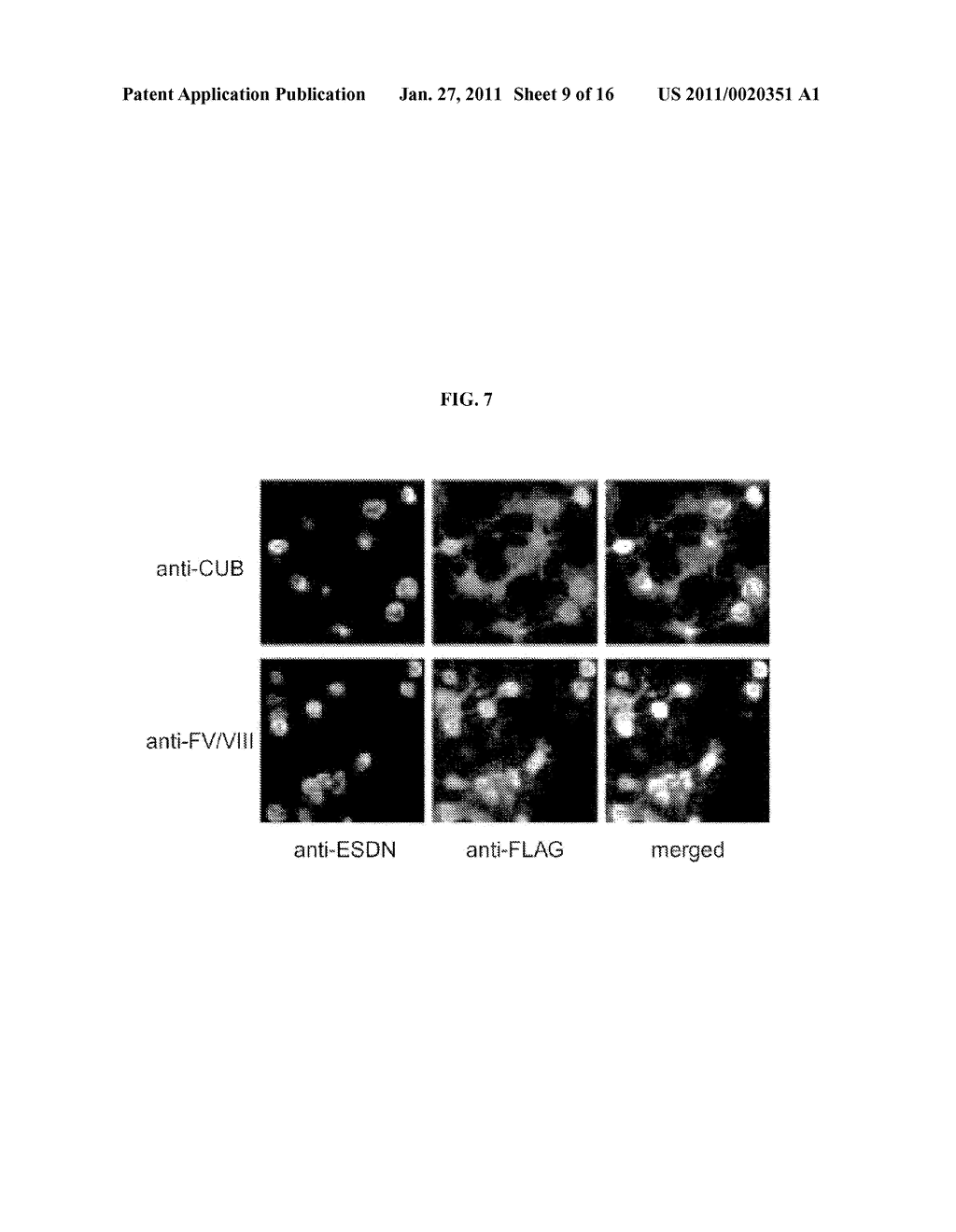 NOVEL POLYPEPTIDE ESDN, POLYNUCLEOTIDES ENCODING THE POLYPEPTIDE, AND UTILITY OF THE POLYPEPTIDE - diagram, schematic, and image 10