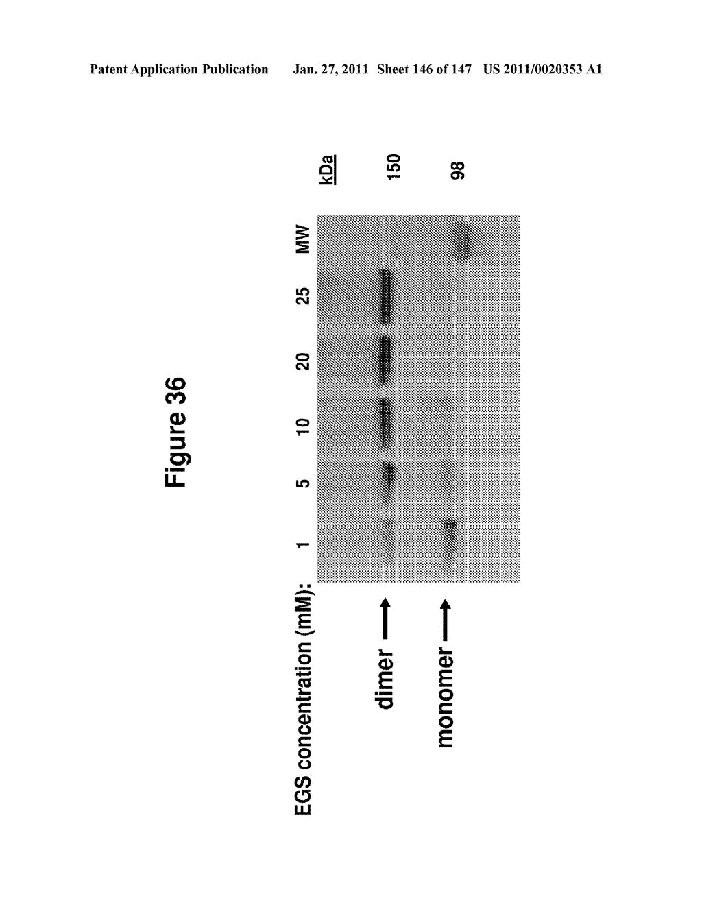 ANTIBODIES AND RELATED MOLECULES THAT BIND TO 161P2F10B PROTEINS - diagram, schematic, and image 147