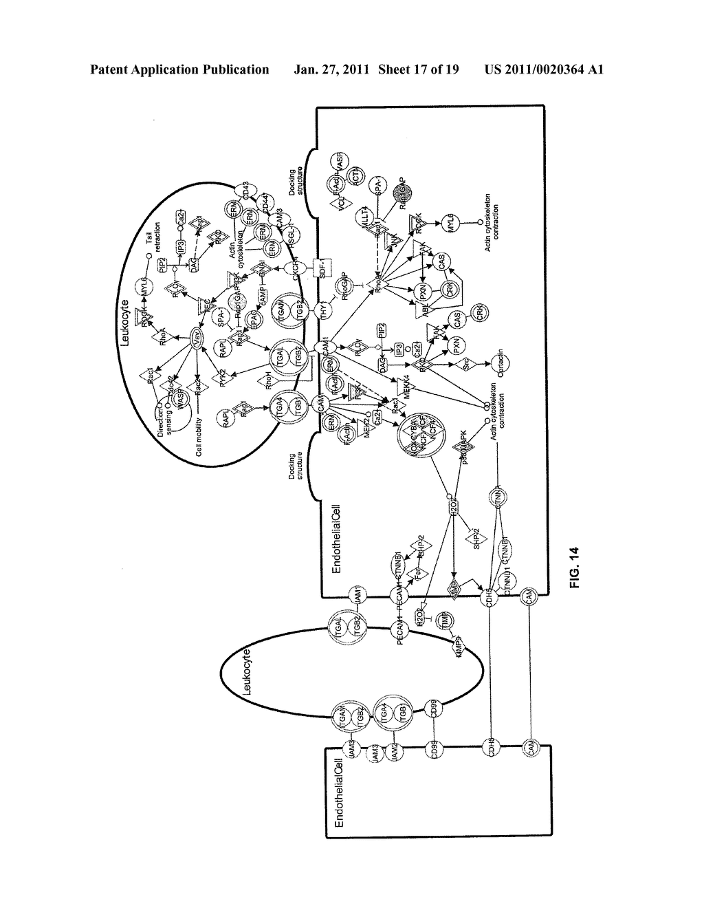 METHODS AND COMPOSITIONS INVOLVING PBEF INHIBITORS FOR LUNG INFLAMMATION CONDITIONS AND DISEASES - diagram, schematic, and image 18