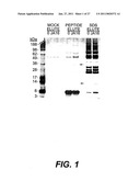 FOLLISTATIN DOMAIN CONTAINING PROTEINS diagram and image