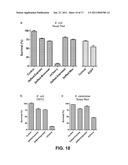 RED FLUORESCENT PROTEINS WITH ENHANCED BACTERIAL EXPRESSION, INCREASED BRIGHTNESS AND REDUCED AGGREGATION diagram and image