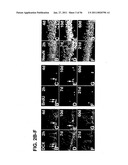 USE OF REGULATORY SEQUENCES FOR SPECIFIC, TRANSIENT EXPRESSION IN NEURONAL DETERMINED CELLS diagram and image