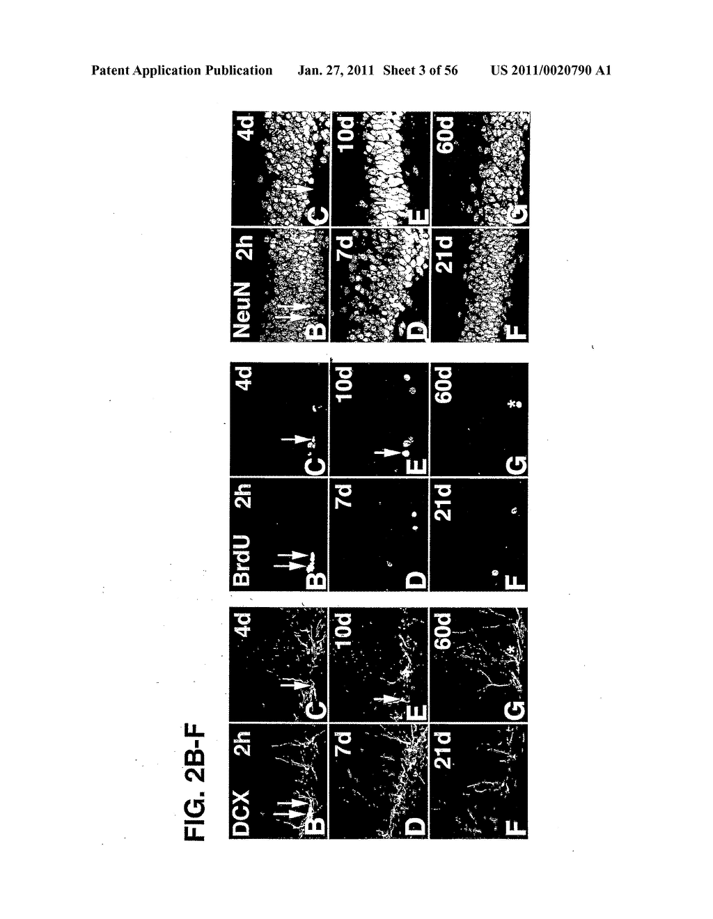 USE OF REGULATORY SEQUENCES FOR SPECIFIC, TRANSIENT EXPRESSION IN NEURONAL DETERMINED CELLS - diagram, schematic, and image 04