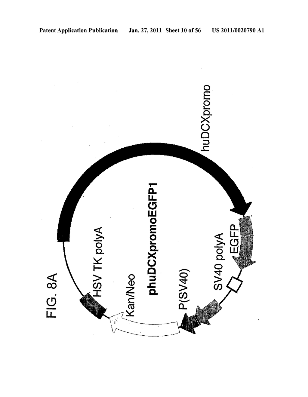 USE OF REGULATORY SEQUENCES FOR SPECIFIC, TRANSIENT EXPRESSION IN NEURONAL DETERMINED CELLS - diagram, schematic, and image 11