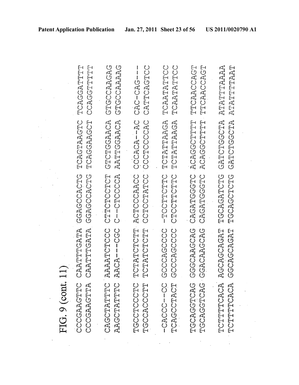 USE OF REGULATORY SEQUENCES FOR SPECIFIC, TRANSIENT EXPRESSION IN NEURONAL DETERMINED CELLS - diagram, schematic, and image 24