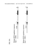 USE OF REGULATORY SEQUENCES FOR SPECIFIC, TRANSIENT EXPRESSION IN NEURONAL DETERMINED CELLS diagram and image