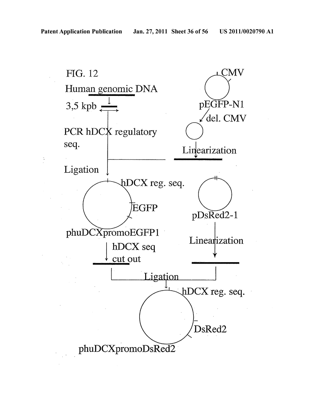 USE OF REGULATORY SEQUENCES FOR SPECIFIC, TRANSIENT EXPRESSION IN NEURONAL DETERMINED CELLS - diagram, schematic, and image 37