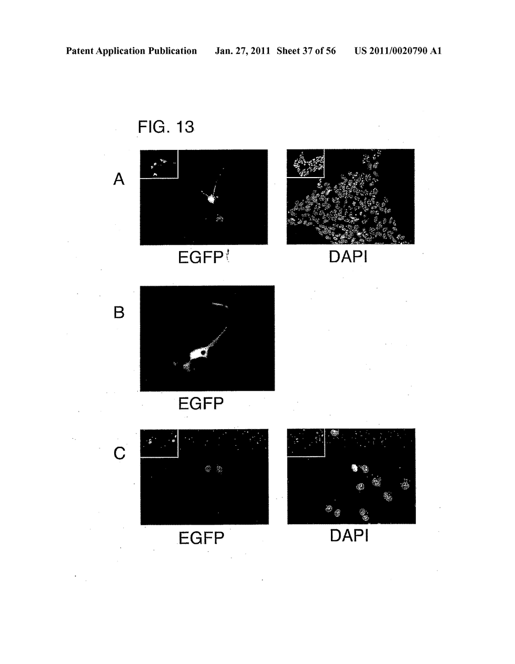 USE OF REGULATORY SEQUENCES FOR SPECIFIC, TRANSIENT EXPRESSION IN NEURONAL DETERMINED CELLS - diagram, schematic, and image 38