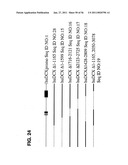 USE OF REGULATORY SEQUENCES FOR SPECIFIC, TRANSIENT EXPRESSION IN NEURONAL DETERMINED CELLS diagram and image