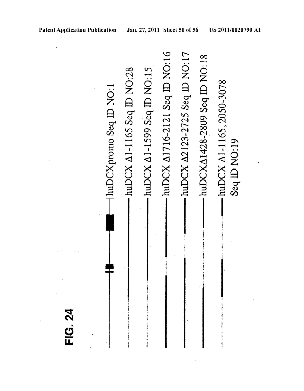 USE OF REGULATORY SEQUENCES FOR SPECIFIC, TRANSIENT EXPRESSION IN NEURONAL DETERMINED CELLS - diagram, schematic, and image 51