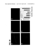 USE OF REGULATORY SEQUENCES FOR SPECIFIC, TRANSIENT EXPRESSION IN NEURONAL DETERMINED CELLS diagram and image