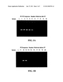 METHOD FOR THE DETECTION OF DIAGNOSTIC RNA diagram and image