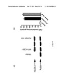 Carboxylesterase-1 Polymorphisms and Methods of Use Therefor diagram and image