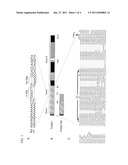 NUCLEIC ACIDS, METHODS AND KITS FOR THE DIAGNOSIS OF DYT6 PRIMARY TORSION DYSTONIA diagram and image