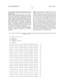 NUCLEIC ACIDS, METHODS AND KITS FOR THE DIAGNOSIS OF DYT6 PRIMARY TORSION DYSTONIA diagram and image