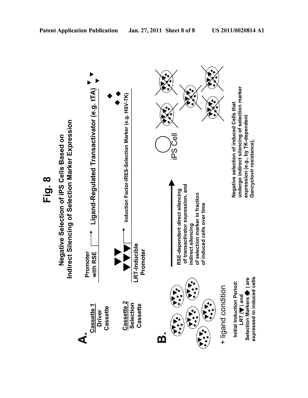 METHODS AND COMPOSITIONS FOR SELECTION OF STEM CELLS - diagram, schematic, and image 09