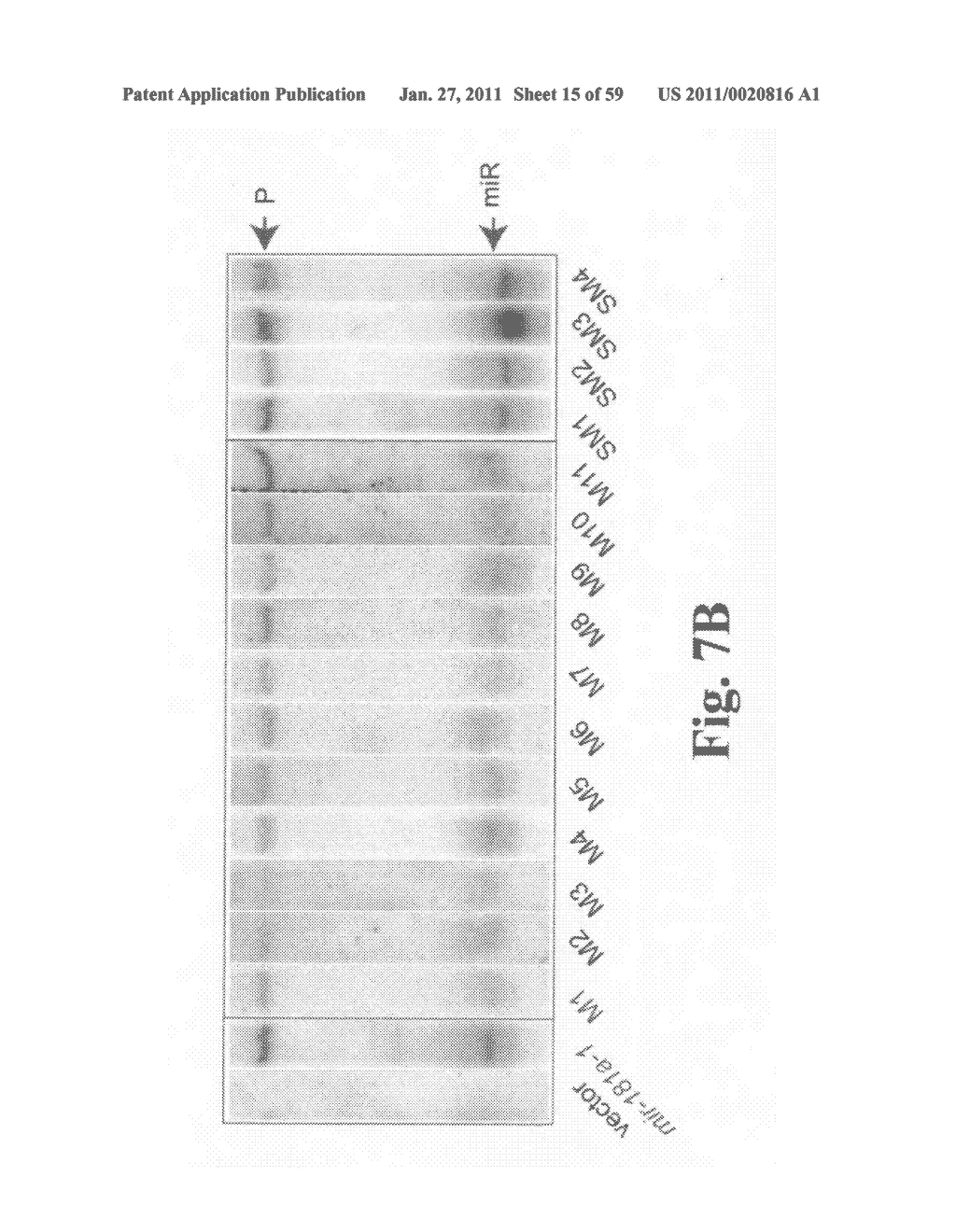 Precursor miRNA loop-modulated target regulation - diagram, schematic, and image 16