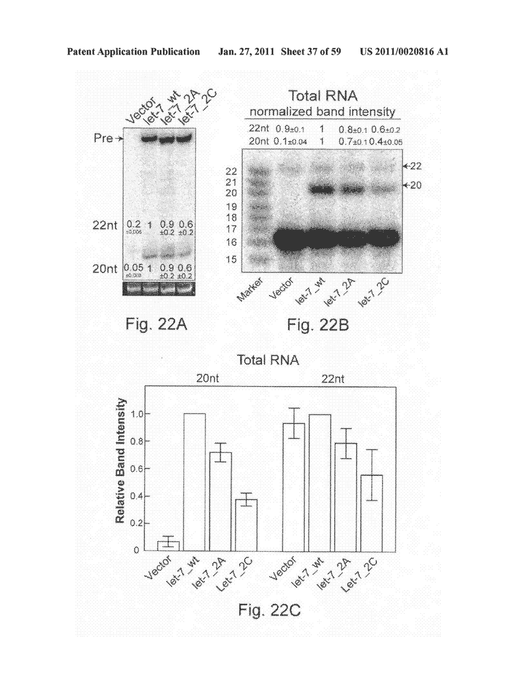 Precursor miRNA loop-modulated target regulation - diagram, schematic, and image 38