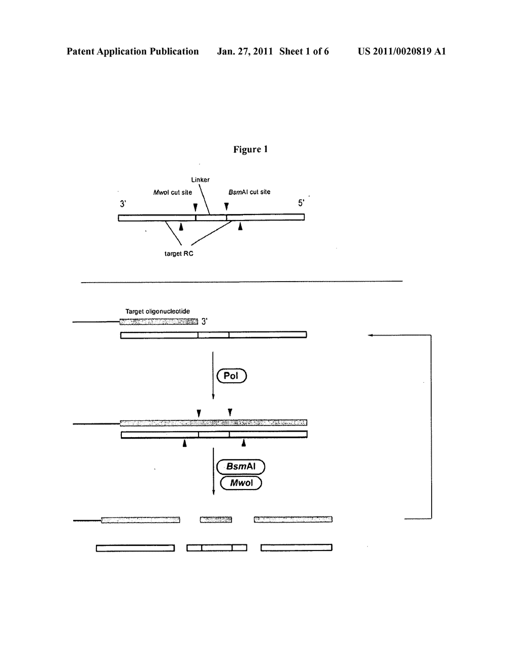 ISOTHERMAL DETECTION METHODS AND USES THEREOF - diagram, schematic, and image 02