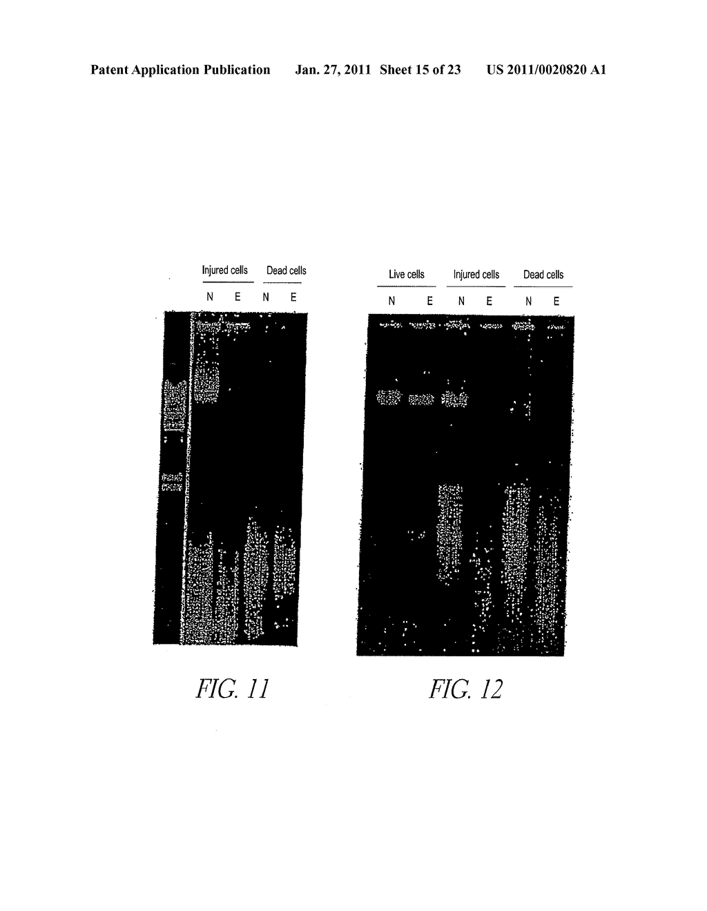 METHOD FOR DETECTION OF MICROORGANISM AND KIT FOR DETECTION OF MICROORGANISM - diagram, schematic, and image 16