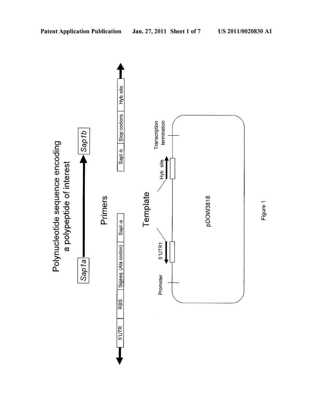 DESIGN FOR RAPIDLY CLONING ONE OR MORE POLYPEPTIDE CHAINS INTO AN EXPRESSION SYSTEM - diagram, schematic, and image 02