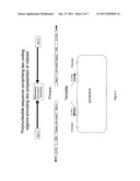 DESIGN FOR RAPIDLY CLONING ONE OR MORE POLYPEPTIDE CHAINS INTO AN EXPRESSION SYSTEM diagram and image