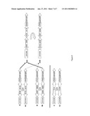 DESIGN FOR RAPIDLY CLONING ONE OR MORE POLYPEPTIDE CHAINS INTO AN EXPRESSION SYSTEM diagram and image